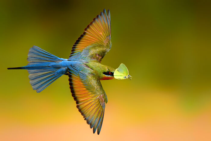 Blue-Tailed Bee-Eater: The Tiny Speedster