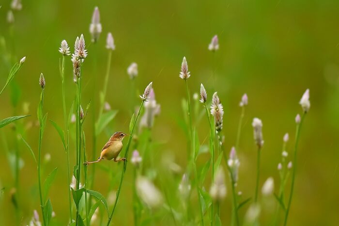 Plain Prinia Doing Its Thing