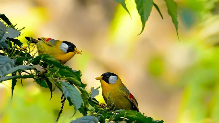 Silver-Eared Mesia, Shiny and Proud