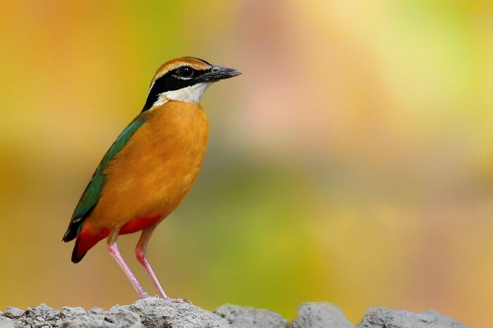 Indian Pitta’s Color Explosion