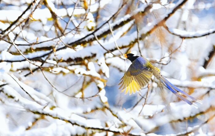 Yellow-Billed Blue Magpie Acting the Part