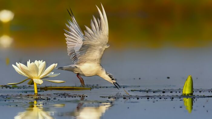 Whiskered Tern: The Smooth Operator
