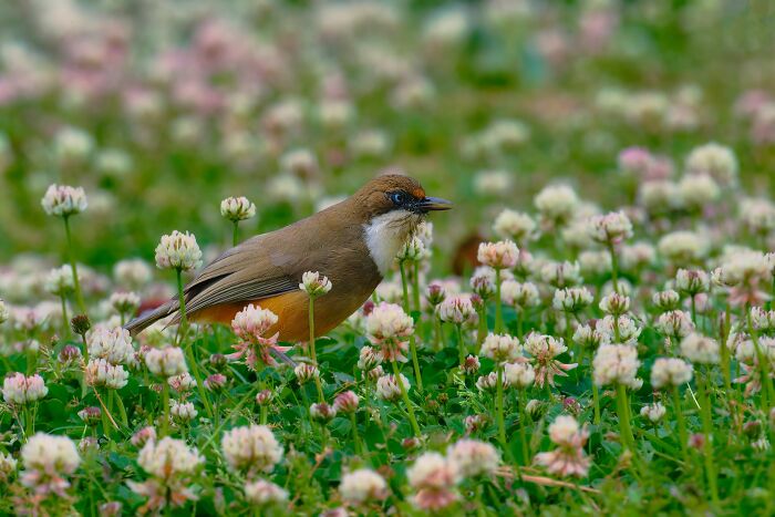 White-Throated Laughingthrush Bringing the Laughs