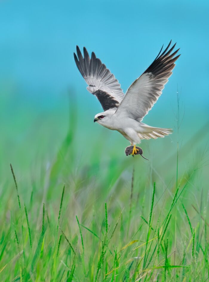Black-Shouldered Kite Looking Ready to Pounce
