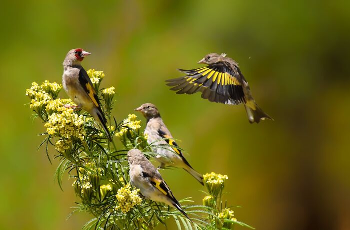 European Goldfinch Being Too Cute to Handle