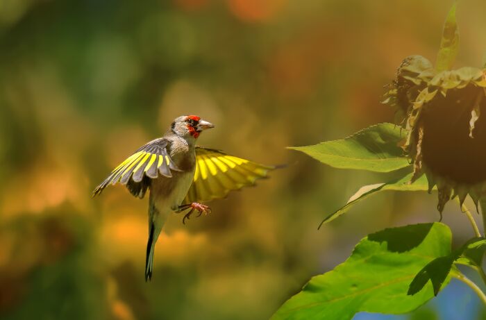 European Goldfinch: Take Two Because Why Not