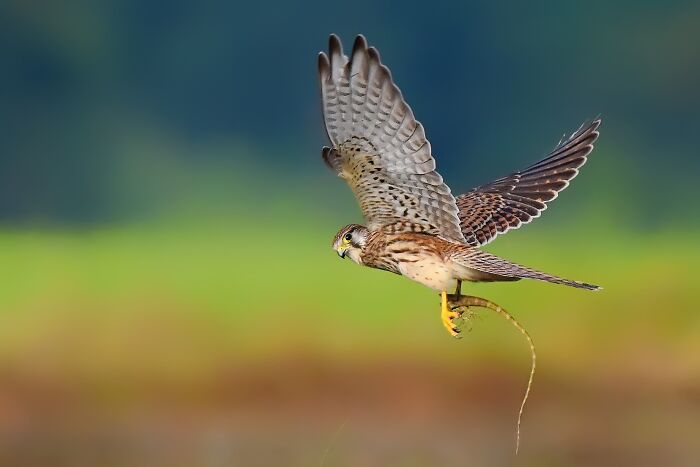 Common Kestrel’s Intense Stare