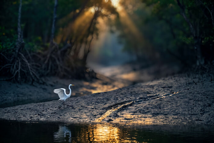 Great Egret Looking Like a Feathered Supermodel