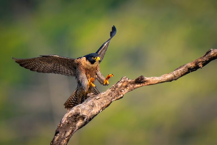 Shaheen Falcon: The Fierce Flyer