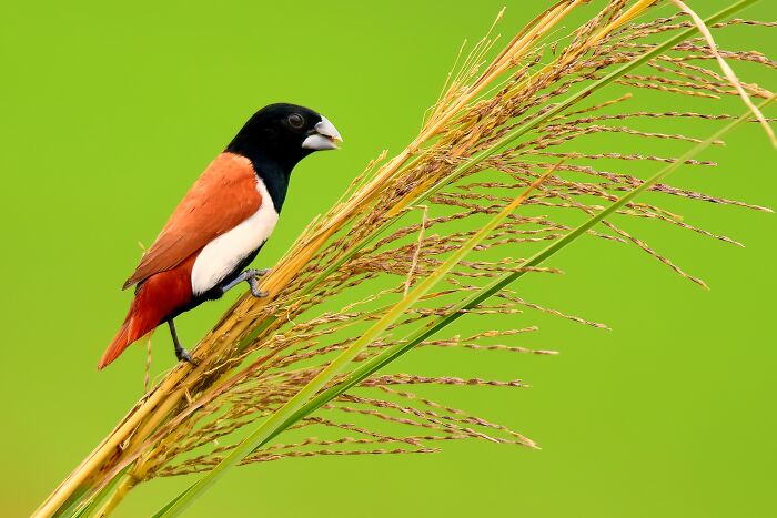 Tricolored Munia: Color Explosion