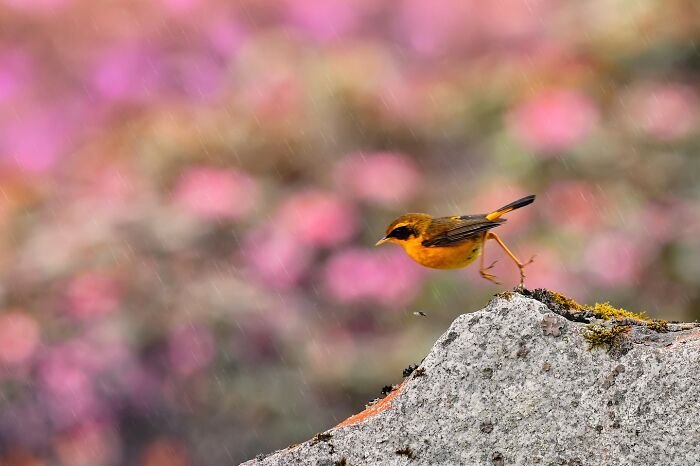Golden Bush Robin, Shiny and Cute
