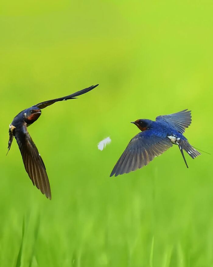 Barn Swallows, Squad On Point