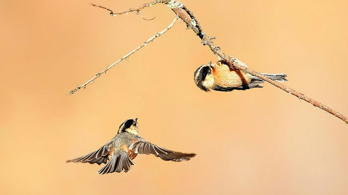 Rufous-Fronted Tit: Small but Mighty
