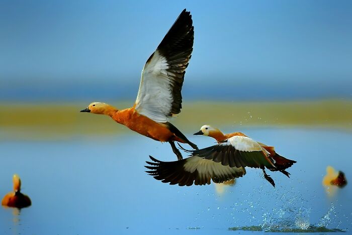 Ruddy Shelducks Keeping it Ruddy Cool