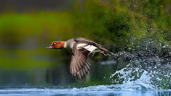 Common Goldeneye with a Gold Star