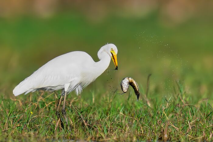 Great Egret Back Again: Poise and Grace
