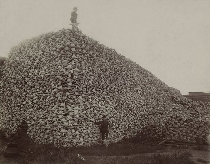 The Bison Skull Party
