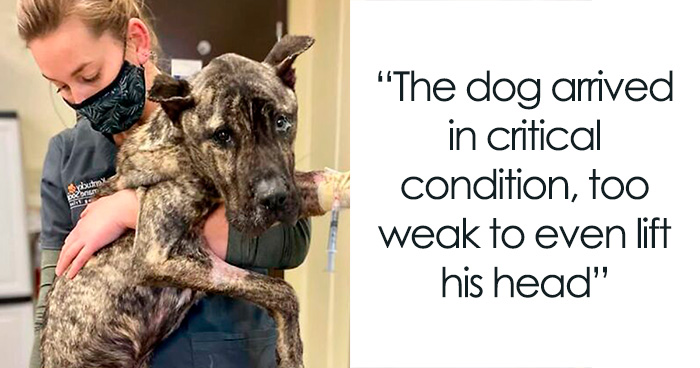 These Animal Rescue Stories Will Totally Warm Your Heart (And Maybe Your Socks Too)