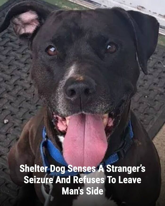 These Animal Rescue Stories Will Totally Warm Your Heart (And Maybe Your Socks Too)