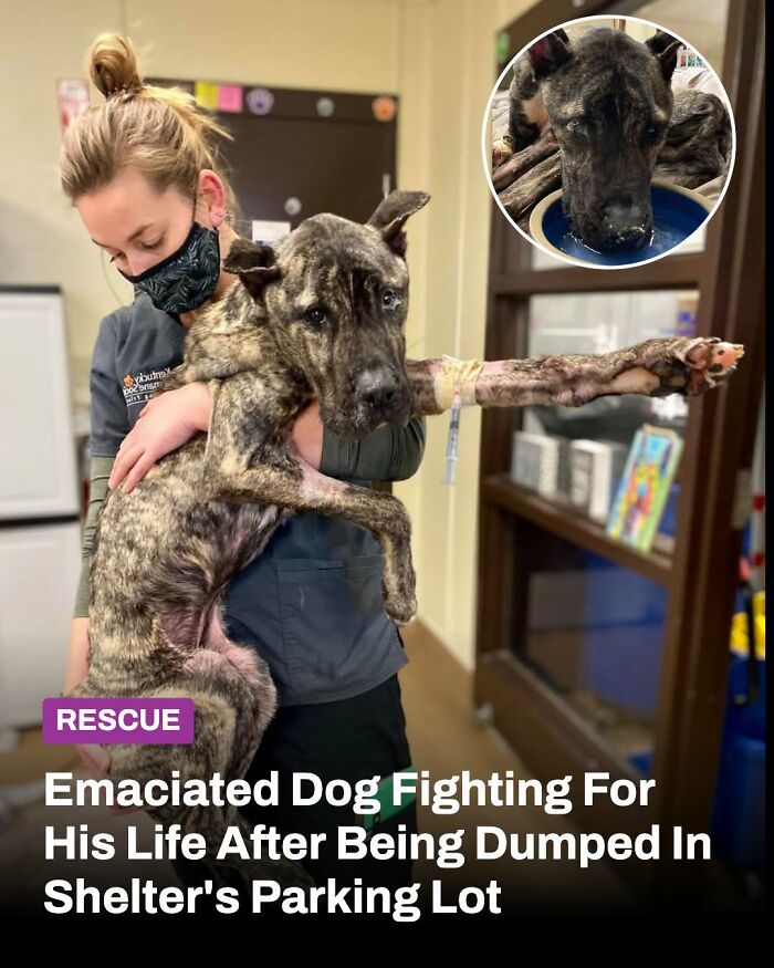 These Animal Rescue Stories Will Totally Warm Your Heart (And Maybe Your Socks Too)