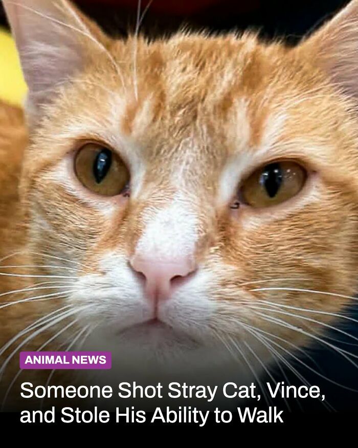 These Animal Rescue Stories Will Totally Warm Your Heart (And Maybe Your Socks Too)