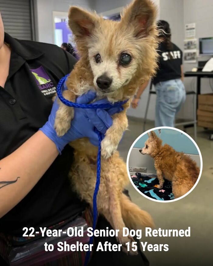 These Animal Rescue Stories Will Totally Warm Your Heart (And Maybe Your Socks Too)