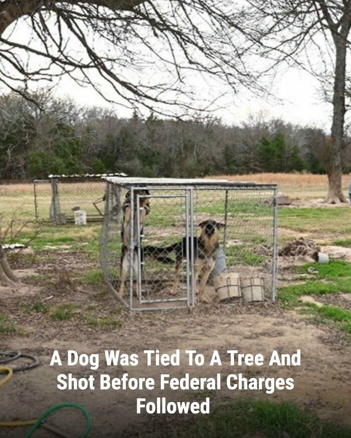 These Animal Rescue Stories Will Totally Warm Your Heart (And Maybe Your Socks Too)