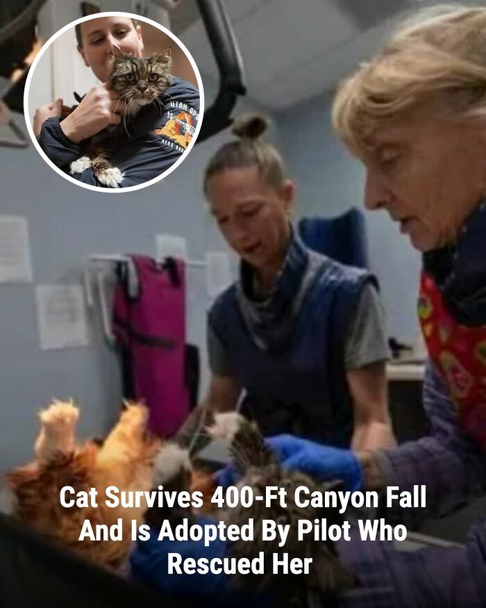 These Animal Rescue Stories Will Totally Warm Your Heart (And Maybe Your Socks Too)