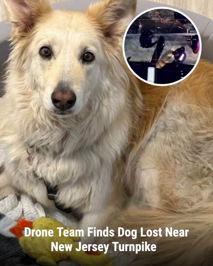 These Animal Rescue Stories Will Totally Warm Your Heart (And Maybe Your Socks Too)