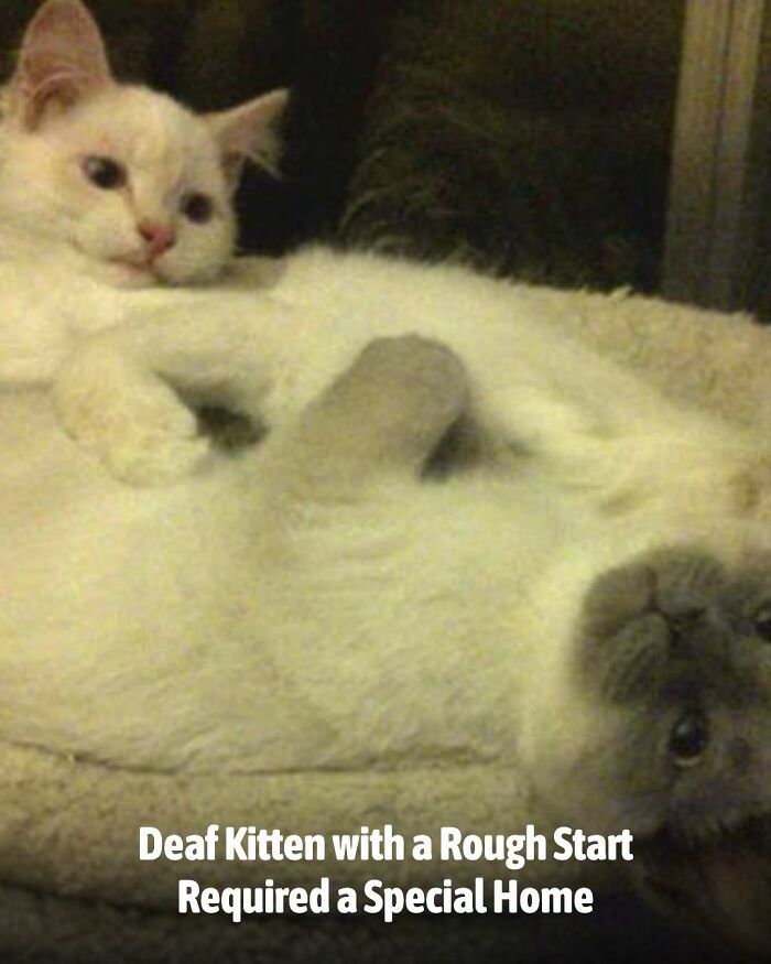 These Animal Rescue Stories Will Totally Warm Your Heart (And Maybe Your Socks Too)
