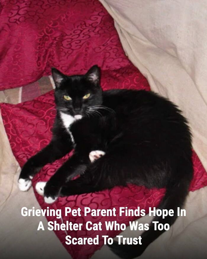 These Animal Rescue Stories Will Totally Warm Your Heart (And Maybe Your Socks Too)