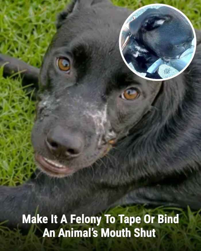 These Animal Rescue Stories Will Totally Warm Your Heart (And Maybe Your Socks Too)