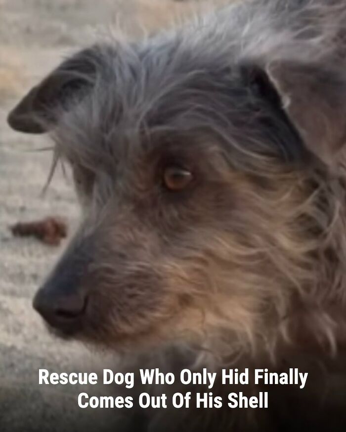 These Animal Rescue Stories Will Totally Warm Your Heart (And Maybe Your Socks Too)