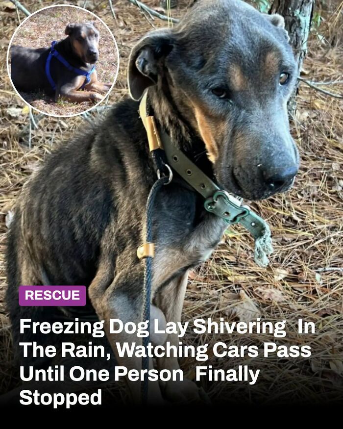 These Animal Rescue Stories Will Totally Warm Your Heart (And Maybe Your Socks Too)