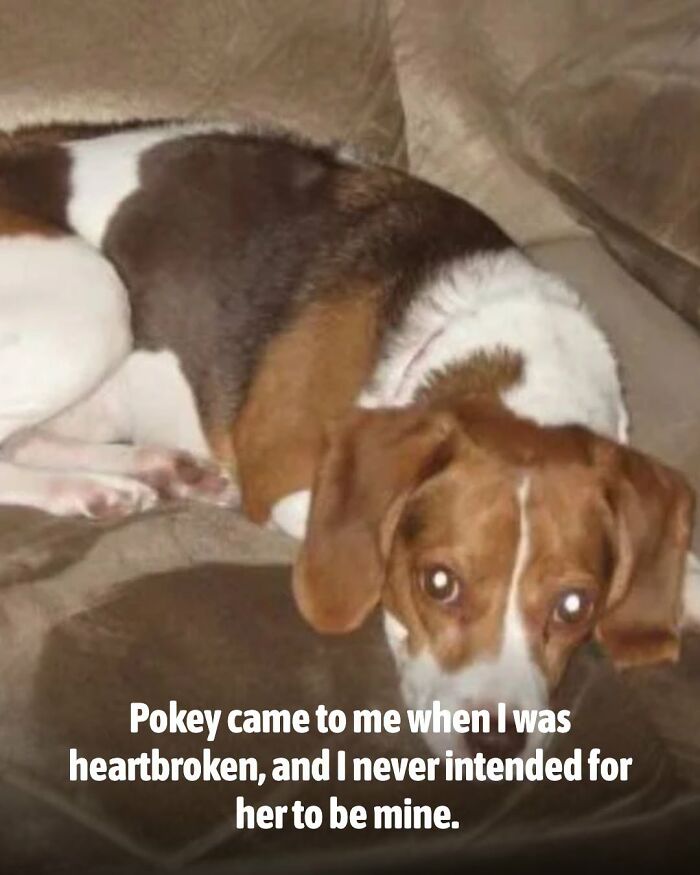 These Animal Rescue Stories Will Totally Warm Your Heart (And Maybe Your Socks Too)