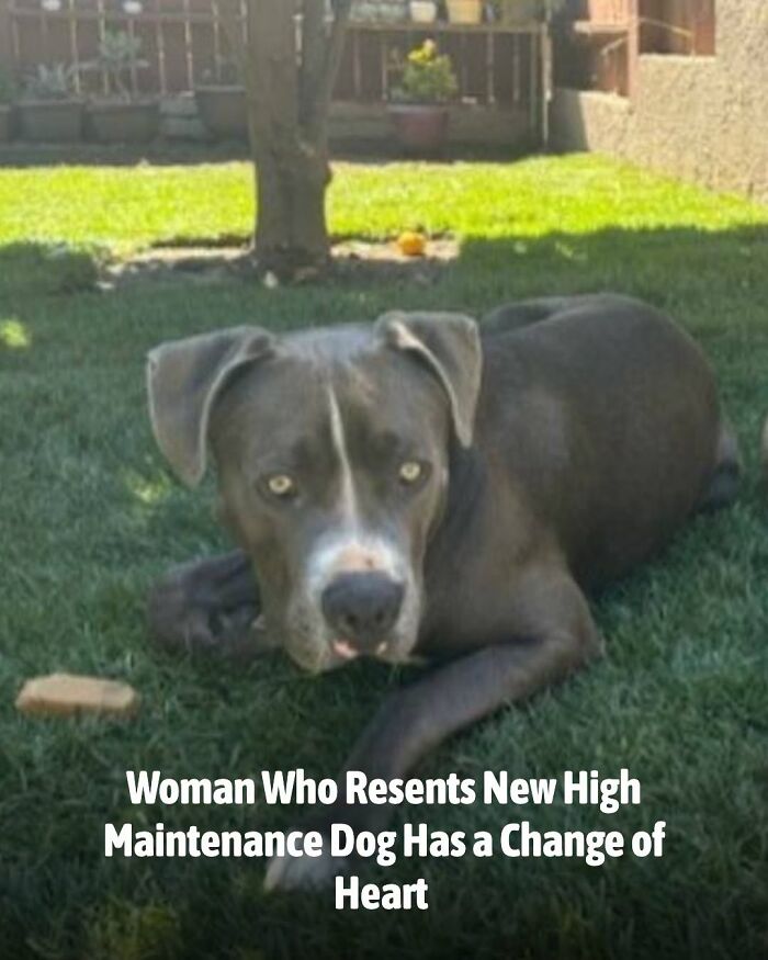These Animal Rescue Stories Will Totally Warm Your Heart (And Maybe Your Socks Too)