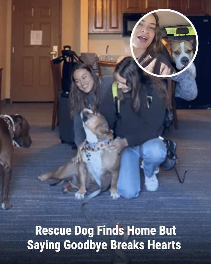 These Animal Rescue Stories Will Totally Warm Your Heart (And Maybe Your Socks Too)