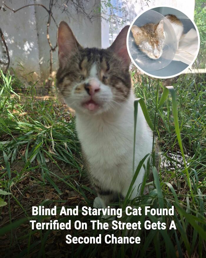 These Animal Rescue Stories Will Totally Warm Your Heart (And Maybe Your Socks Too)