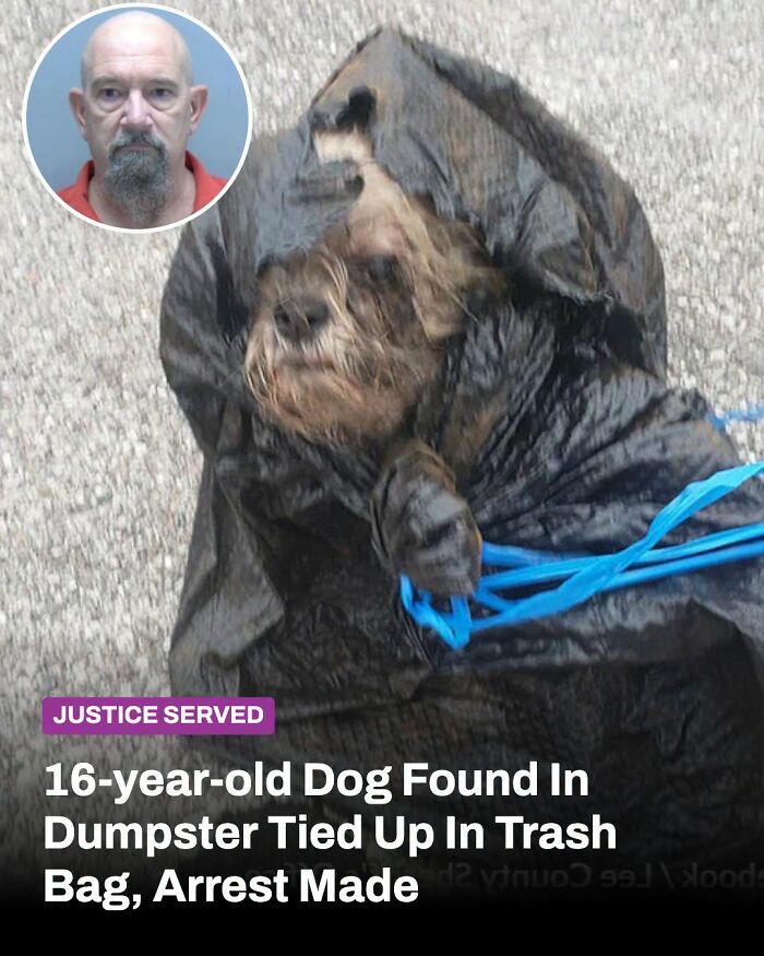 These Animal Rescue Stories Will Totally Warm Your Heart (And Maybe Your Socks Too)