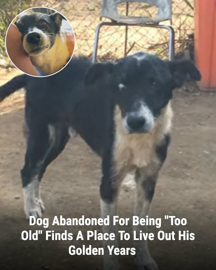 These Animal Rescue Stories Will Totally Warm Your Heart (And Maybe Your Socks Too)