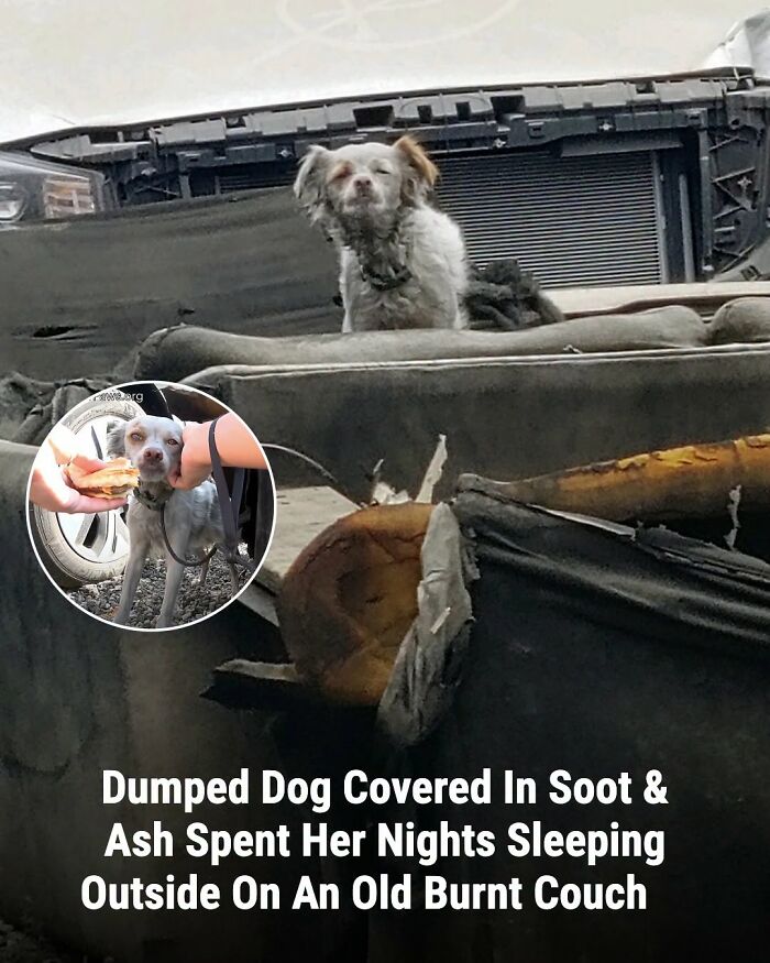 These Animal Rescue Stories Will Totally Warm Your Heart (And Maybe Your Socks Too)