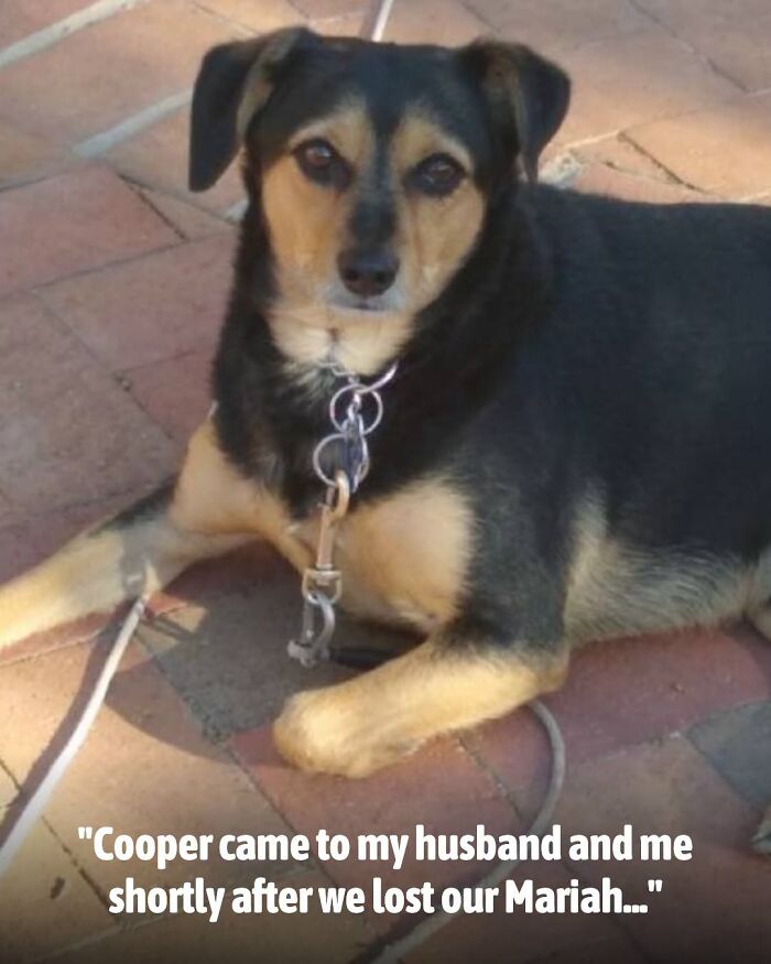 These Animal Rescue Stories Will Totally Warm Your Heart (And Maybe Your Socks Too)