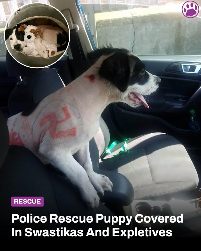 These Animal Rescue Stories Will Totally Warm Your Heart (And Maybe Your Socks Too)