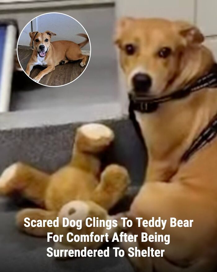 These Animal Rescue Stories Will Totally Warm Your Heart (And Maybe Your Socks Too)