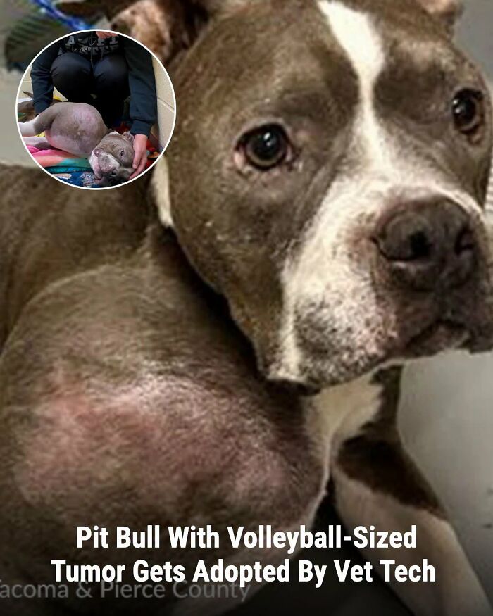 These Animal Rescue Stories Will Totally Warm Your Heart (And Maybe Your Socks Too)