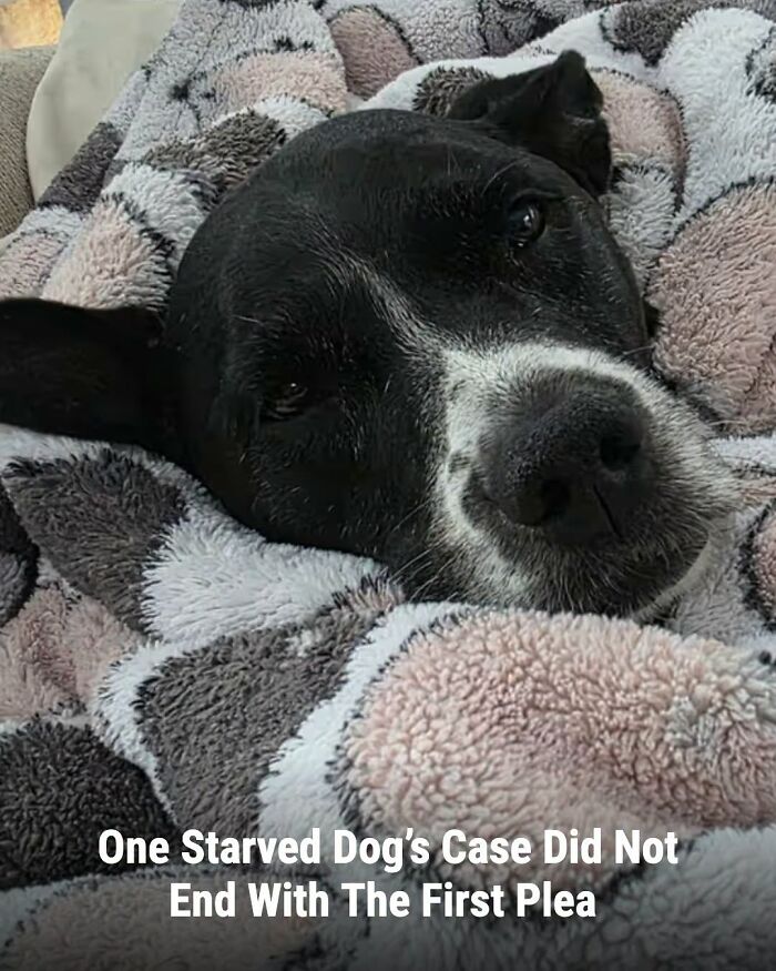 These Animal Rescue Stories Will Totally Warm Your Heart (And Maybe Your Socks Too)