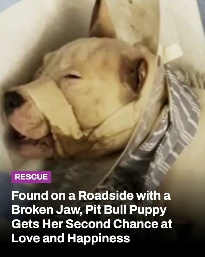 These Animal Rescue Stories Will Totally Warm Your Heart (And Maybe Your Socks Too)