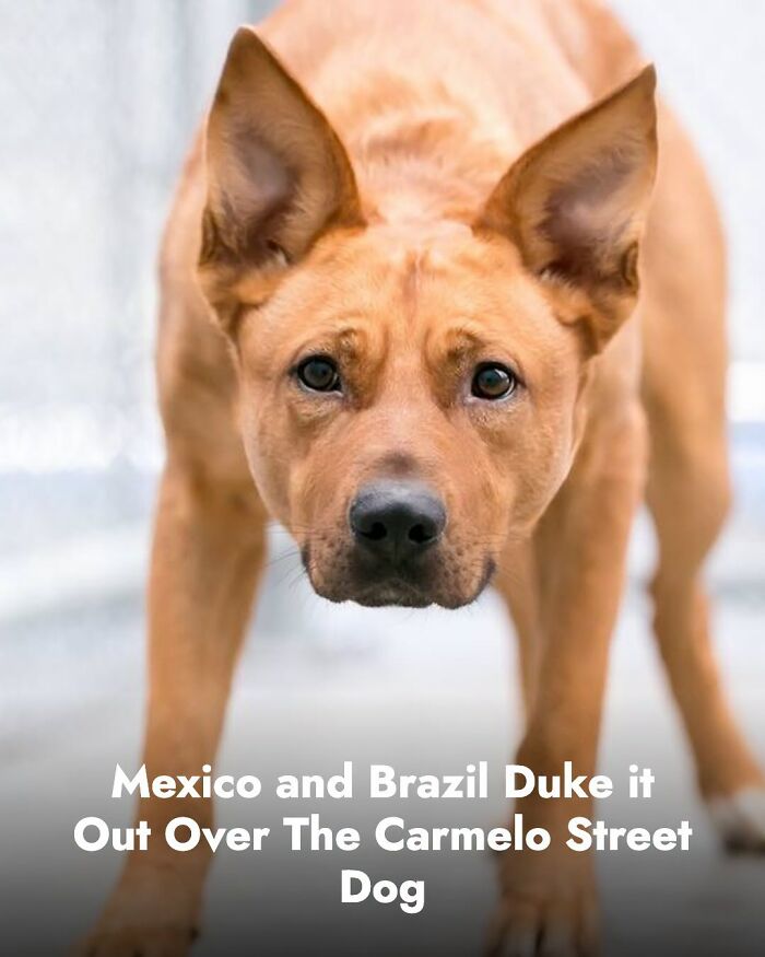 These Animal Rescue Stories Will Totally Warm Your Heart (And Maybe Your Socks Too)