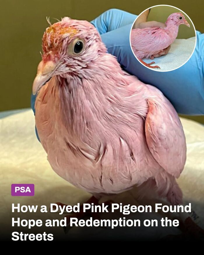 These Animal Rescue Stories Will Totally Warm Your Heart (And Maybe Your Socks Too)