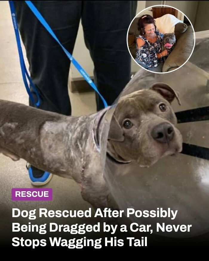 These Animal Rescue Stories Will Totally Warm Your Heart (And Maybe Your Socks Too)